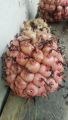 buah honje,buah kecombrang,asam cekala,. 