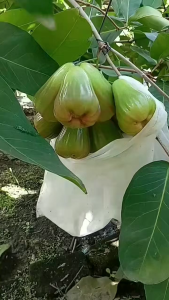 Bibit Jambu Air Taiwan Green Giant Berbuah