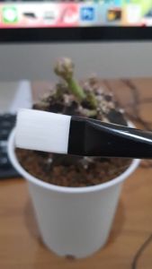 แปรงแคคตัส เครื่องปัดฝุ่นแคคตัส เครื่องปัดฝุ่นต้นไม้ เครื่องปัดเศษดิน วิธีการปลูกแคคตัส 2 สี - ชมพู / ฟ้า