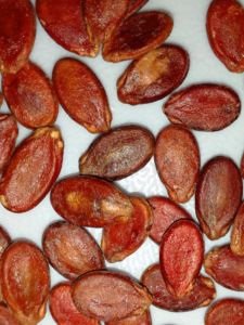 New Stock Guangxi Specialty Large Size Original Flavor Red Watermelon Seeds Farm Plantation Natural Uncolored Watermelon Seeds 500g
