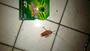 【Super Effectiv】Cockroach Bait Powder Home Insecticides For Use Both Indoors And Outdoors Non-toxic And Harmless Safe Formula Powder Repeller Termite Killer