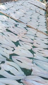 1kg Khô Cá Lóc Xẻ Thịt Thơm Mới Chiên Nóng Ăn Cơm Siêu Hao Được Tẩm Ướp Theo Công Thức Gia Truyền Lâu Đời(Khoảng 6-7 con 1kg)- VỰA KHÔ MINH TRIẾT