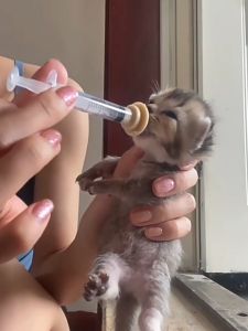 Pet Feeding Syringe Set Cat Feeding Miracle Nipple Mini Cat Silicone Feeding Pacifiers for Newborn Kittens Puppies Rabbits Small Animals