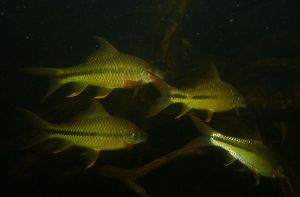 Waanderss hard-lipped barb/Rong//Ornamental fish/Freshwater/Readystock