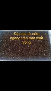 1 gói 5 hạt sứ thái 5 màu như hình