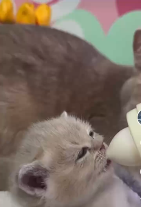 BOTSU 50ML - Botol Dot Susu Dispenser Minum Anak Kucing Anjing Dewasa Pet Feeding Bottle Cat Dog Kitten Adult