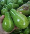 Buah Alpukat - Alpukat Mentega - Alpukat Mentega Jumbo. 