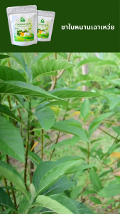ชาใบหนานเฉาเหว่ย ตราไร่กฤติยา (Bitter Leaf Tea ป่าช้าเหงา)