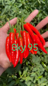 Hạt Giống Ớt Hiểm Lai F1-Red Sky 95 ĐỒNG TIỀN VÀNG (Gói 5gr) - Date 2027