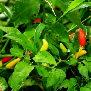 เมล็ดพันธุ์ พริกขี้หนูสวนนพบุรี (ซองรีเทล)