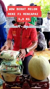 BENIH MELON HIBRIDA HENI F1 ISI 40 BUTIR BENIH TAHAN GEMINI VIRUS DAN TOLERAN TERHADAP PENYAKIT DOWNYMILDEW CAP MUTIARA BUMI