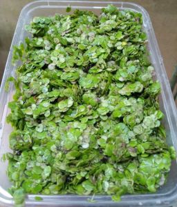 Duckweeds 500 ml per tab in clear plastic container with green aquatic plants