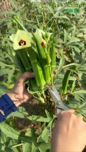 Hạt giống Đậu Bắp Rado 60 20g~250 hạt Cây cao Trái sai Trồng quanh năm | Hạt giống Rạng Đông