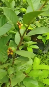 Bibit Jambu Kristal Sudah Berbuah Lebat