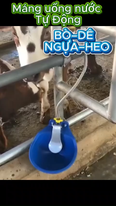 🐮 MÁNG UỐNG NƯỚC TỰ ĐỘNG CHO BÒ – DÊ – NGỰA – HEO | NHỰA CAO CẤP SIÊU BỀN