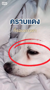 น้ำยาเช็ดคราบน้ำตาสัตว์เลี้ยง สูตรอ่อนโยน พัฒนาโดยทีมสัตวแพทย์ Mommam Tear Stain Remover