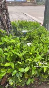 Các loại béc tưới- Béc tưới 8 tia - Béc tưới phun xòe - Que cắm 8 tia - Que cắm phun xòe - Hệ thống tưới