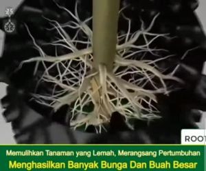 Vitamin Tanaman Vit O 1000ML/1Liter Pupuk Organik Cair Pupuk Pertumbuhan Akar Vit O Original