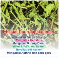 daun tapak liman/tapak liman kering/Elephantopus Scaber L. 200 gram. 