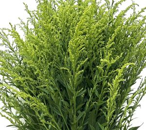 Fresh Flower Yellow Peacock Cameron Highlands