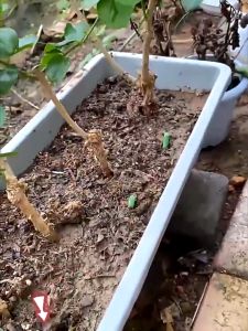 植物缓释营养棒 缓释肥 Plant-Based Slow Release Nutritional Sticks Slow Realese Fertilizer Baja