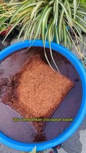 Cocopeat balok 1kg | cocopeat serbuk halus sabut kelapa