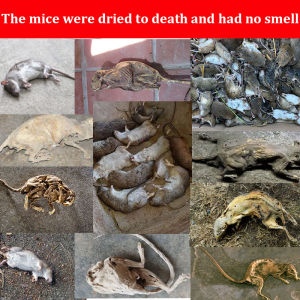 💥1000X stronger than a cat🐀rat poison killer ubat tikus rat repellen Super Rat Killer 老鼠药 rat poison ubat tikus paling kuat mati rat bait racun tikus paling kuat Racun Tikus Berkesan mouse killer Rodenticide