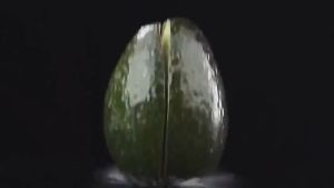 Payung Lipat buka tutup lipat tiga anti uv premium Payung Lpt 4 Fancy Dalam Hitam Anti UV