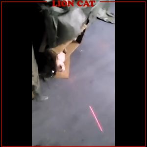 Laser Light Cat Collar Cat Toy Cat Play Laser Toy Pet Toy Laser Teaser