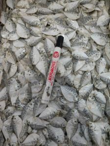 IKAN ASIN PIRIK ISI 1KG