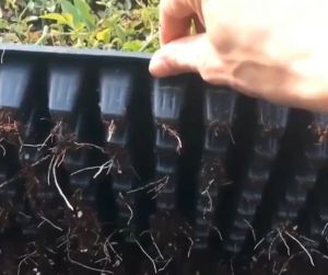 Seedling Tray 32/72/128 Holes Seed Starter Kit Gardening Germination Trays Plant Flower