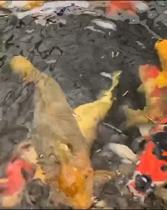 MAGGOT KERING BSF 100gr Larva Lalat Pakan Makanan Ikan MAGOT 100 gram