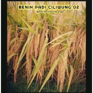 Benih bibit padi CILIWUNG 02 BERKUALITAS kemasan 5kg
