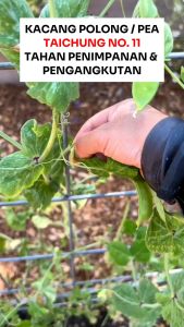 Benih Kacang polong/Pea TAICHUNG NO. 11 633 10 GRAM Known You Seed