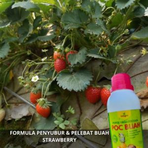 Pupuk Penyubur Tanaman Buah Strawberry / Obat Penyubur Pelebat Buah Strawberry Pupuk Booster Buah