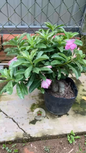 Cây Sứ Ánh Dương - Chậu to khỏe - Đang hoa hoặc sắp cho Hoa - cho sân vườn!