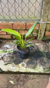 Cây Chuối Rẻ Quạt - Tổng thể tầm 40-50 cm - Cây hoa trắng - Trang trí sân vườn quán cafe!