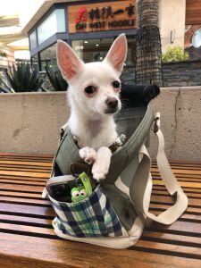 EDENPETZ Pet Carrier Comfort Breathable Handbag Plaid Max Load 7KG Waterproof Lining Travel Shoulder Bag For Cats Dogs