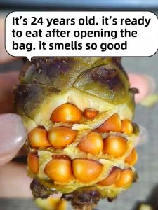 New 2024 Hinggan Pinecone Salt Water Cooked Pinata Pine Nutty Flavor 500g Snack/Hazelnut/Cracked Cones/Tasty Treats