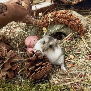 PINE CONE - MAINAN GIGITAN HAMSTER PINE CONE || PINE CONE DEKORASI RUMAH HAMSTER ALAMI