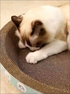 Oval/Round Cat Scratch Board For Big Cat Kitten Durable Scratch Cat Toy Cat Scratcher