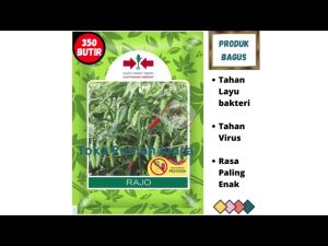 Benih Bibit Biji Tanaman Cabe Rawit Hijau RAJO 350 Butir dari Cap Panah Merah Cabe Rawit Setan