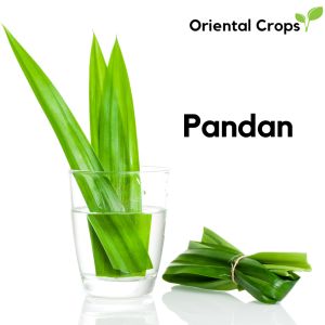 50 Fresh Leaves Dahon Pandan Garden Plant