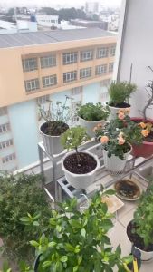 Kệ sắt Dài 50cm - rộng 10cm Cao (10-15-20)cm thép 20x20mm 0 nan giá đỡ chậu hoa cây cảnh