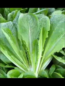 ถั่วลิสงซีซั่นเมล็ดฟักทองอบกรอบรสหวาน และมีคุณค่าทางโภชนาการสูงยืนตรงเมล็ดสลัดผัก