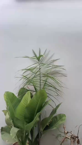 Ca nhựa đựng nước - Ly nhựa Tân Lập Thành  Bình đựng trà sữa 1L đa năng  giữ nhiệt