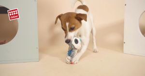 GiGwi Đồ chơi thú nhồi bông cho chó Suppa Puppa – Đen Ta pet shop