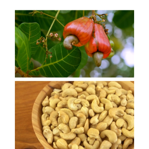 Roasted Cashew Nuts - Yummy Cravings