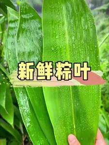 WENXIANGZAN | Fresh Dry Large Reed Leaves