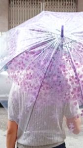 Dù Cầm Tay Đi Mưa Trong Suốt Hình Hoa Anh Đào